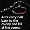 imageRaid Max Liquid Ant Bait Kills Ants Where They Breed for Indoor and Outdoor Use 12 Bait Stations12 Count